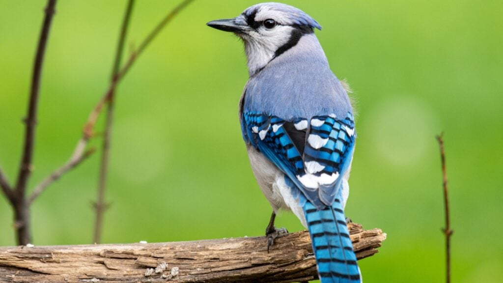 Blue Jay