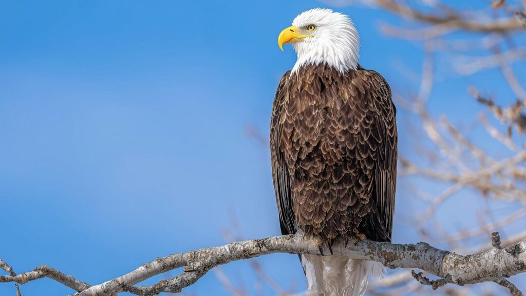 Most Dangerous Birds In North America