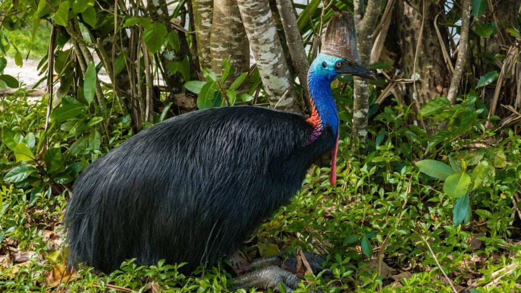 Cassowary (introduced species in captivity)