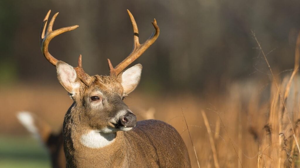 How Tall Are White-Tailed Deer Antlers? Size Guide 2 How Tall are White-Tailed Deer Antlers