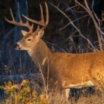 How Tall are White-Tailed Deer Antlers - Size Guide