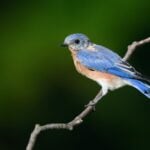 What do bluebirds eat