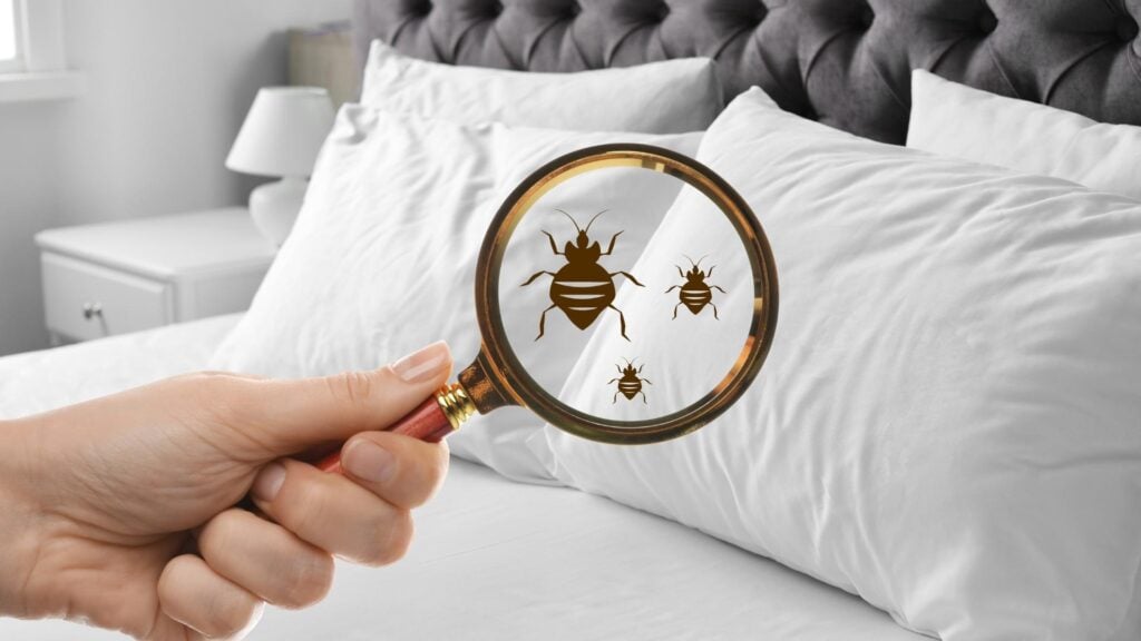 How Fast Do Bed Bugs Multiply - A Complete Guide 1 How Fast Do Bed Bugs Multiply In Real Conditions?