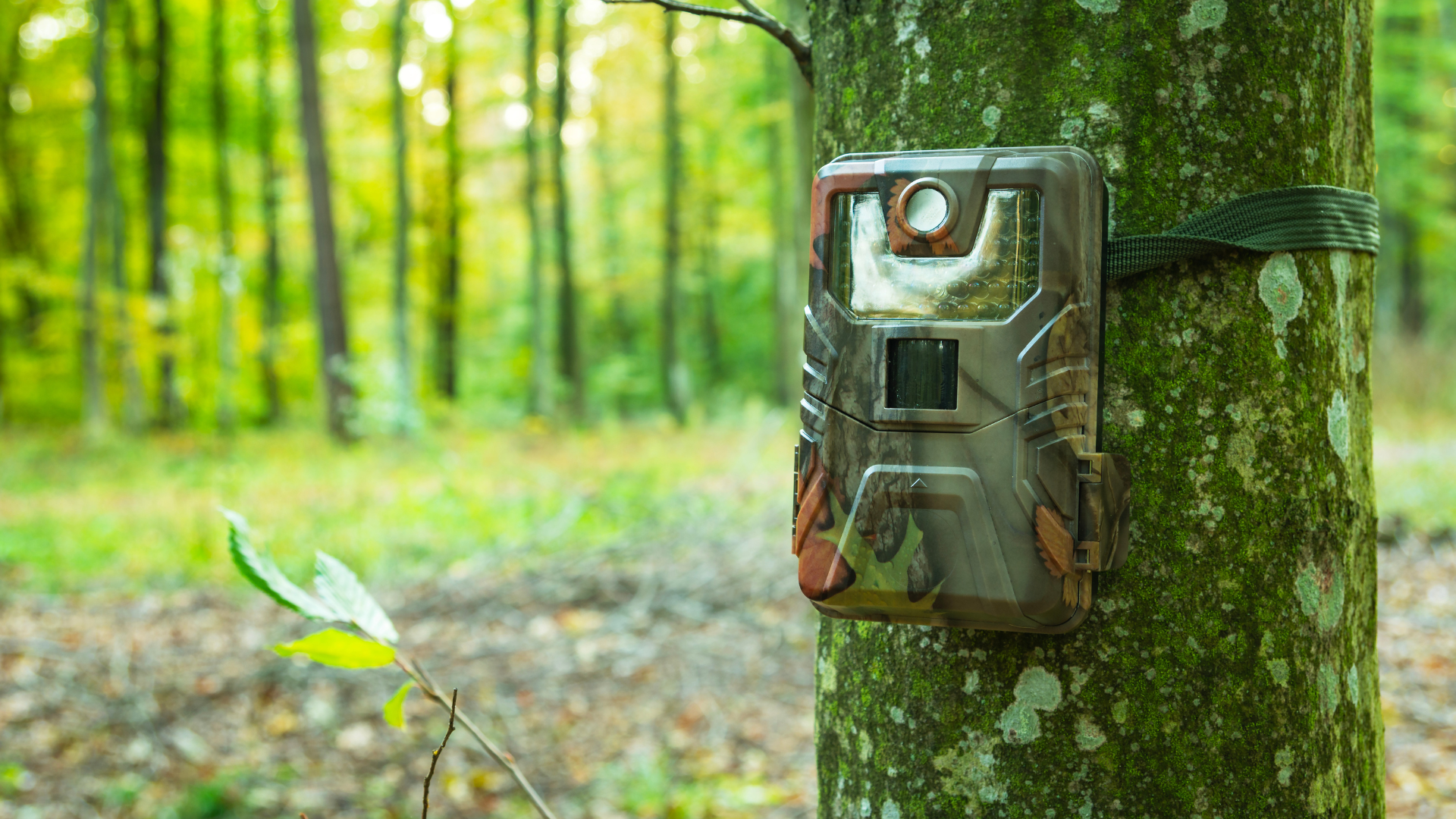 Best Deer Camera for Wildlife Monitoring: Reviews and Top Picks