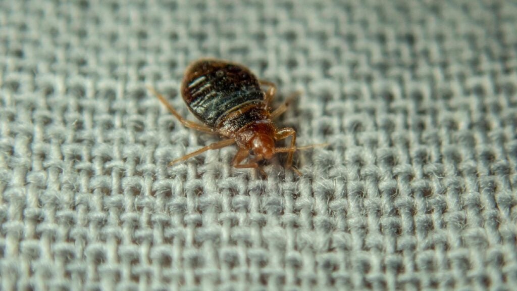 Bedbugs Live in a Trash Bag