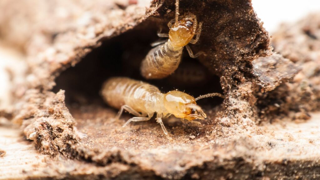 How Long Does Termite Treatment Last? Liquid, Bait, and Fumigation 6 how long does termite treatment last