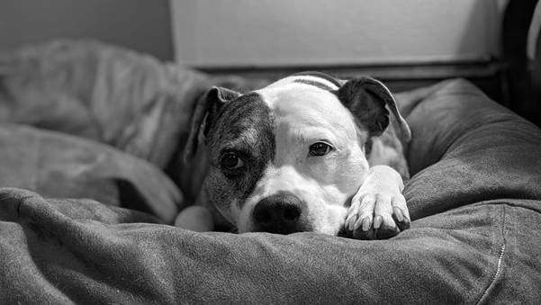 image 3 How to Get Rid of Fleas on Dogs: 10 Vet Approved Steps