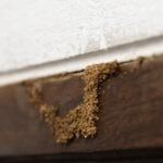 How Do Termites Get Inside Your House