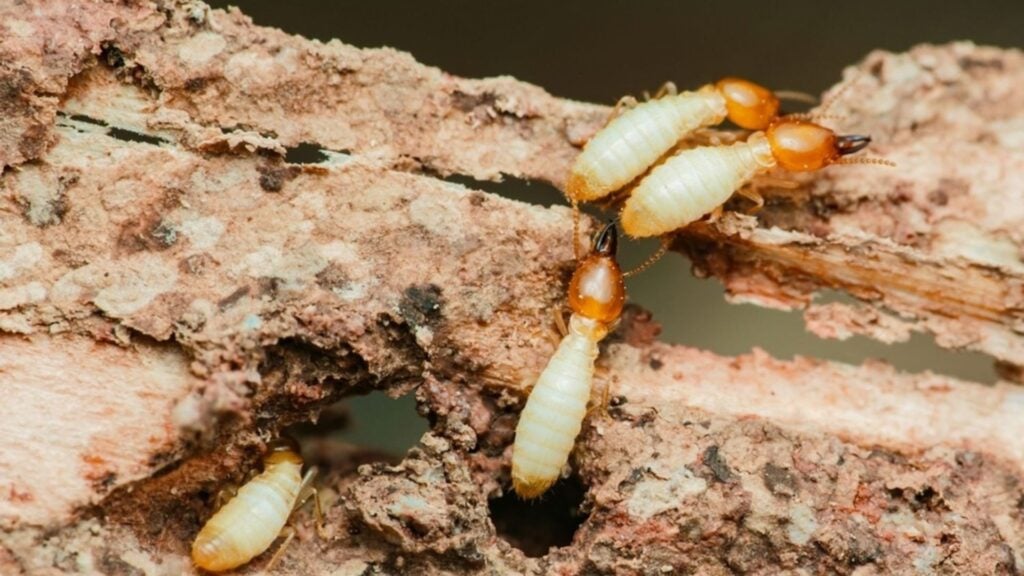 How Do Termites Get Inside Your House