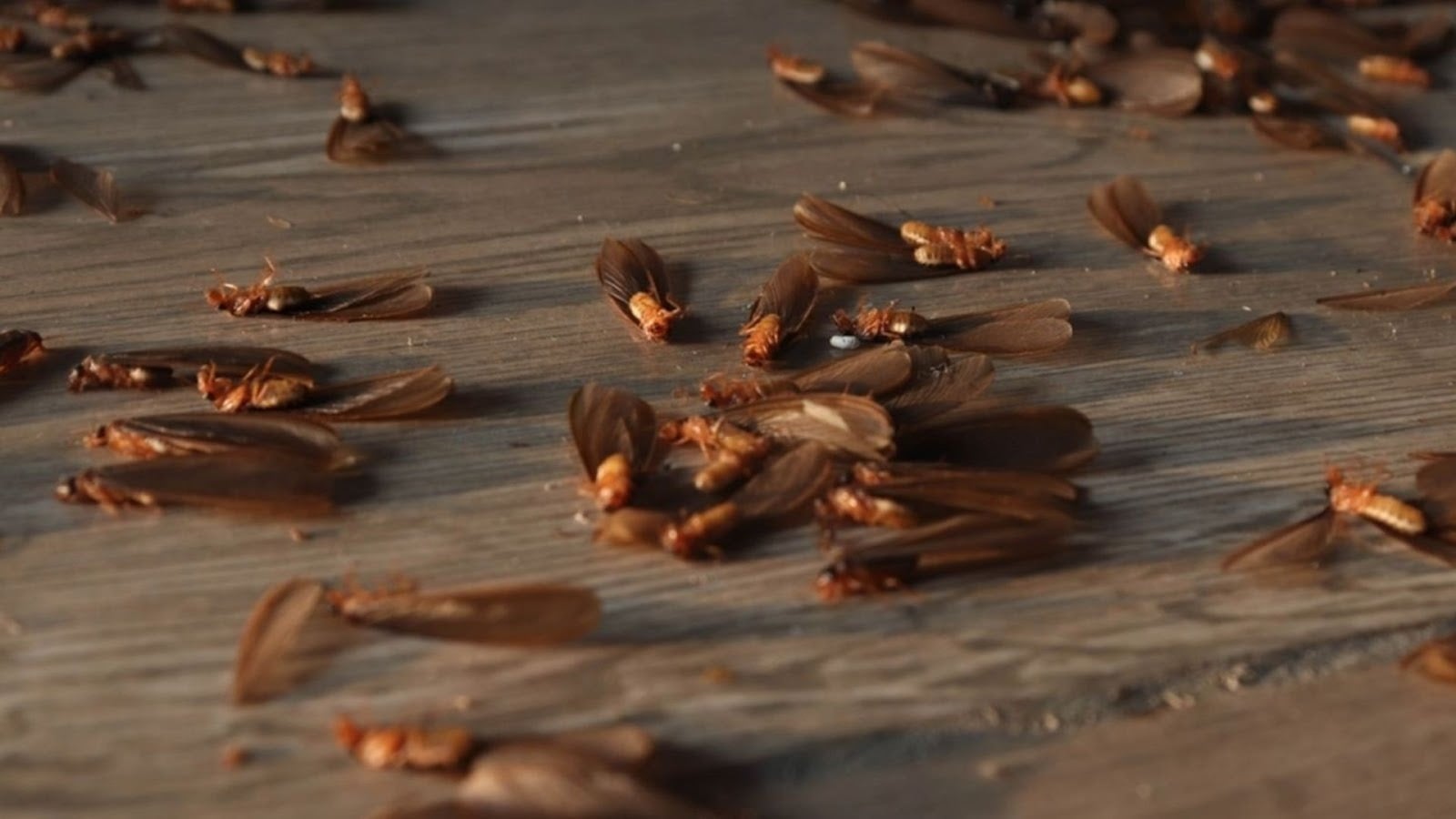 How Long Do Termites Swarm? Duration, Warning Signs & What to Do