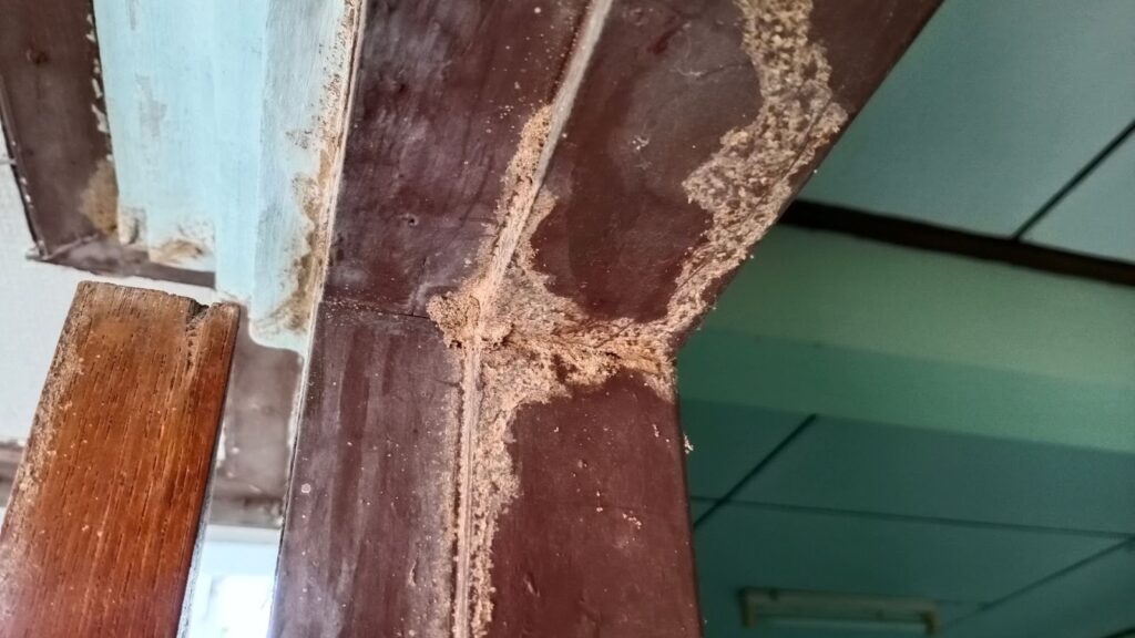 How Do You Repair Termite Damage