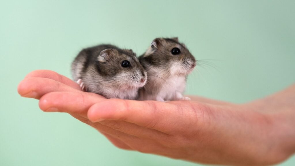 When Do Squirrels Have Babies