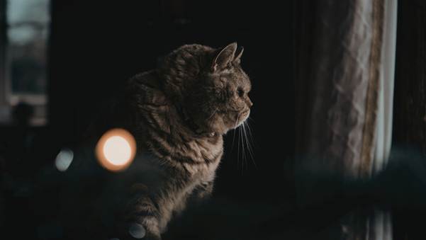 image 4 Why Is My Cat Meowing So Much? Causes and What to Do