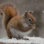 When Do Squirrels Have Babies