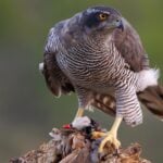 Most Dangerous Birds In North America