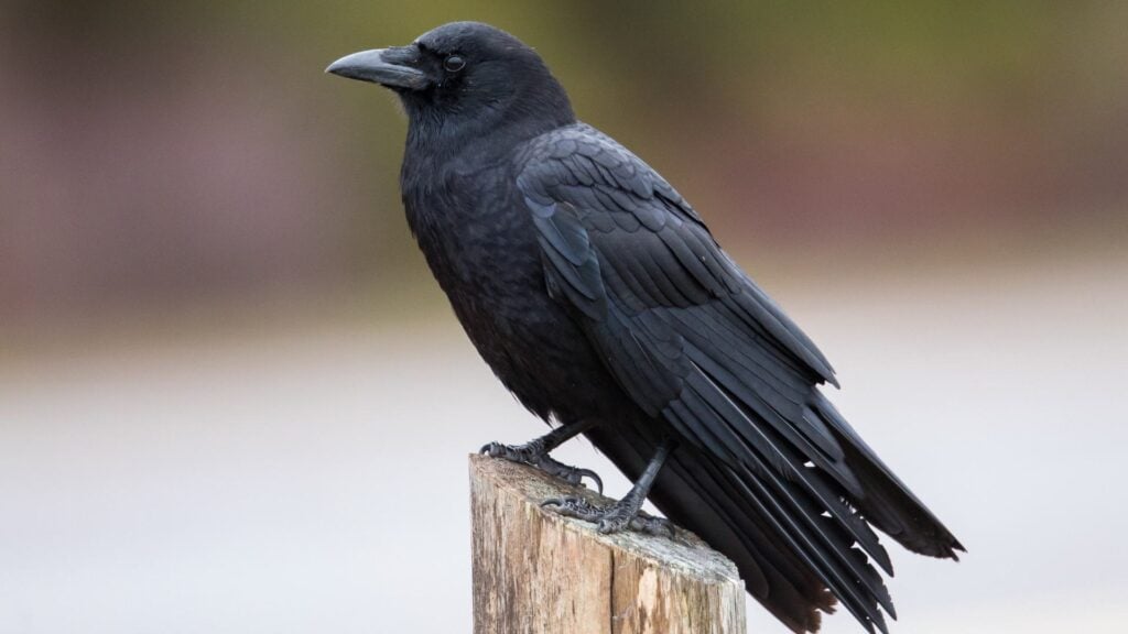 American Crow