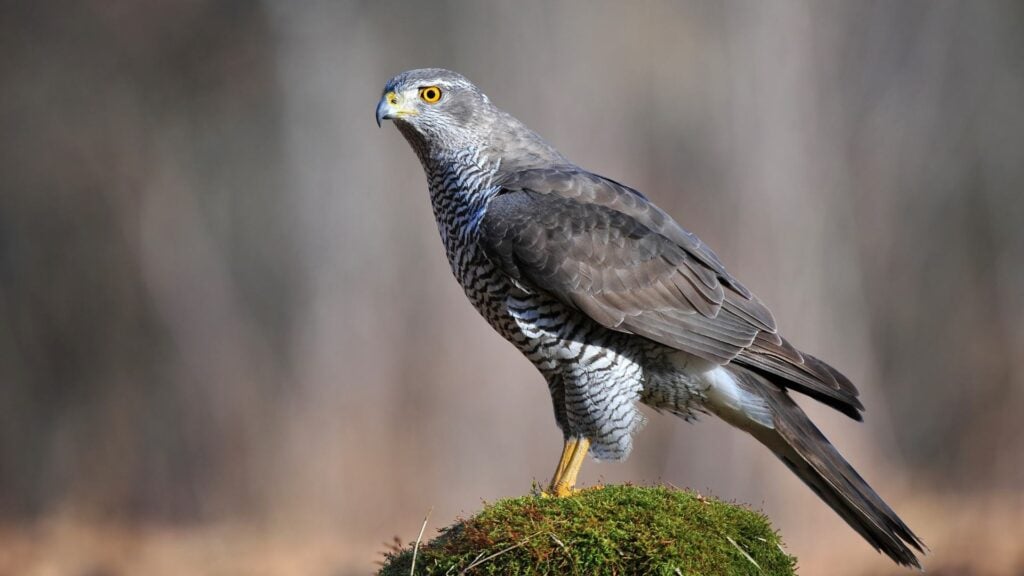Northern Goshawk