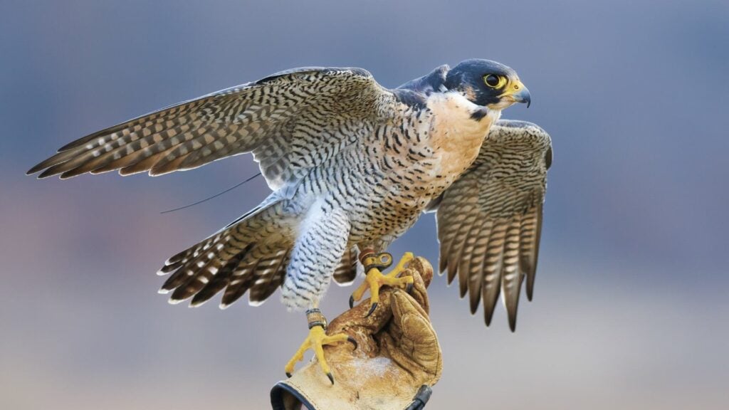 Peregrine Falcon