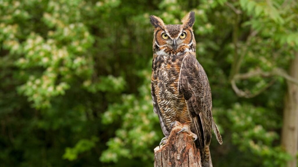 Most Dangerous Birds In North America