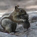 Do Squirrels Eat Mice