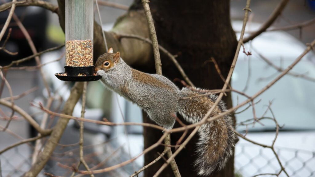 How Do I Keep Squirrels Away From My Bird Feeder