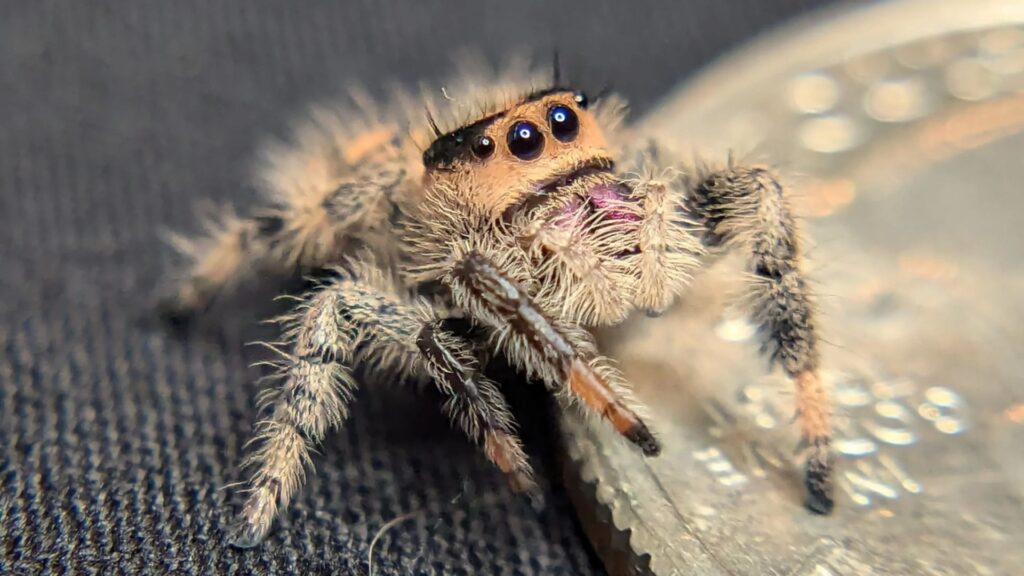11 Most Common House Spiders: Identification, Bites and Control 5 Jumping Spider