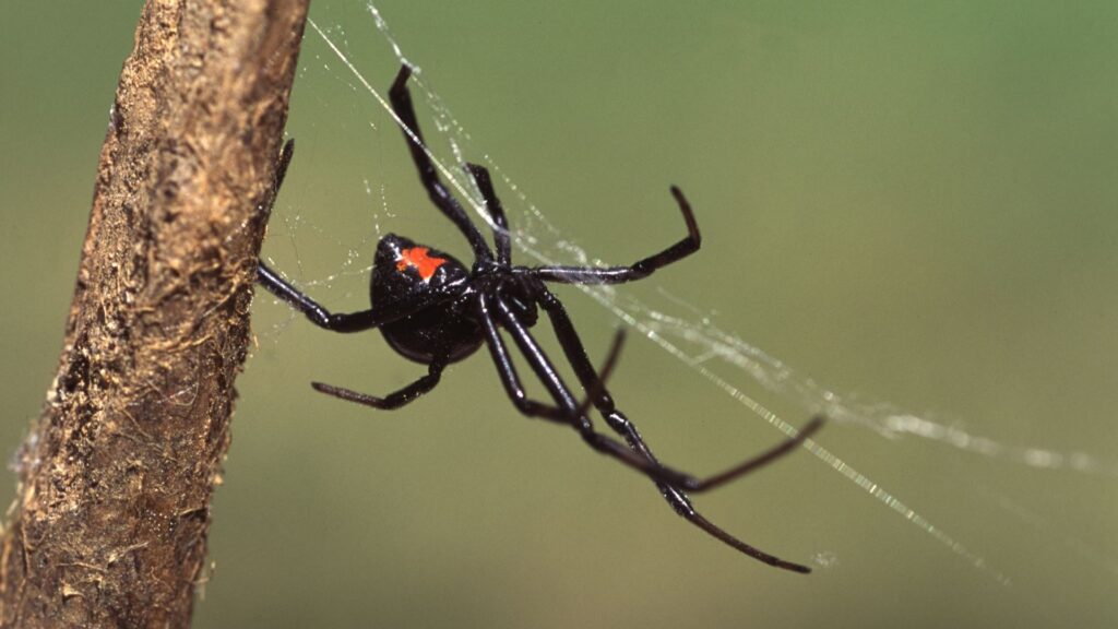 11 Most Common House Spiders: Identification, Bites and Control 6 Black widow Spider
