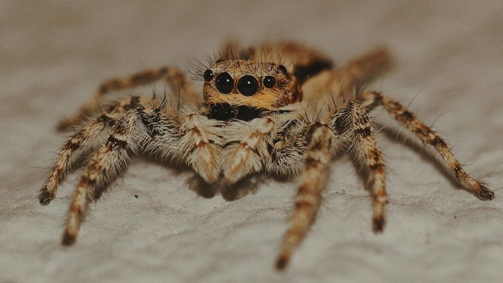 11 Most Common House Spiders: Identification, Bites and Control 4 Most Common House Spiders