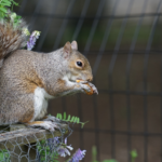 How Do I Keep Squirrels Away From My Bird Feeder