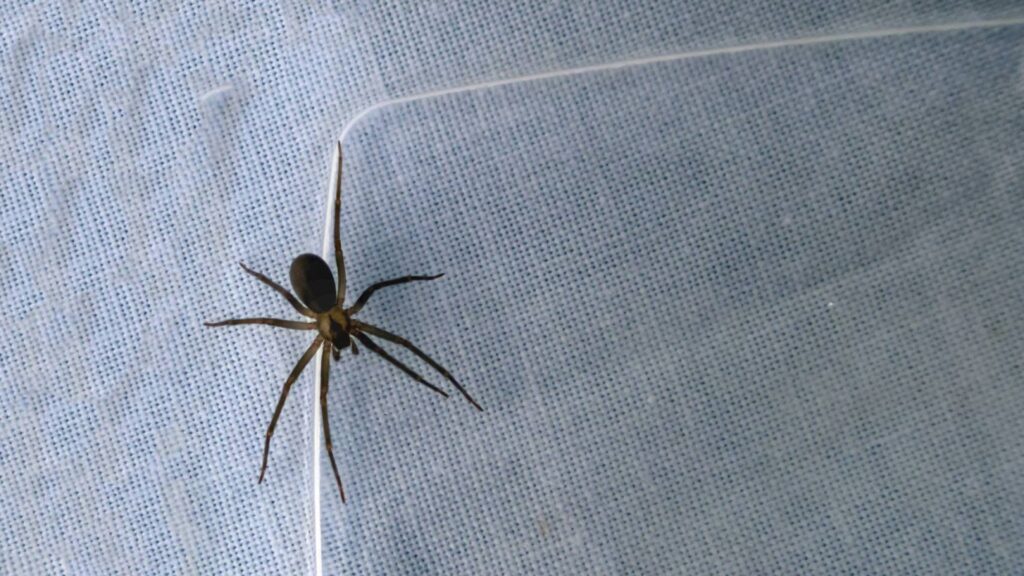 11 Most Common House Spiders: Identification, Bites and Control 7 Brown Recluse Spider