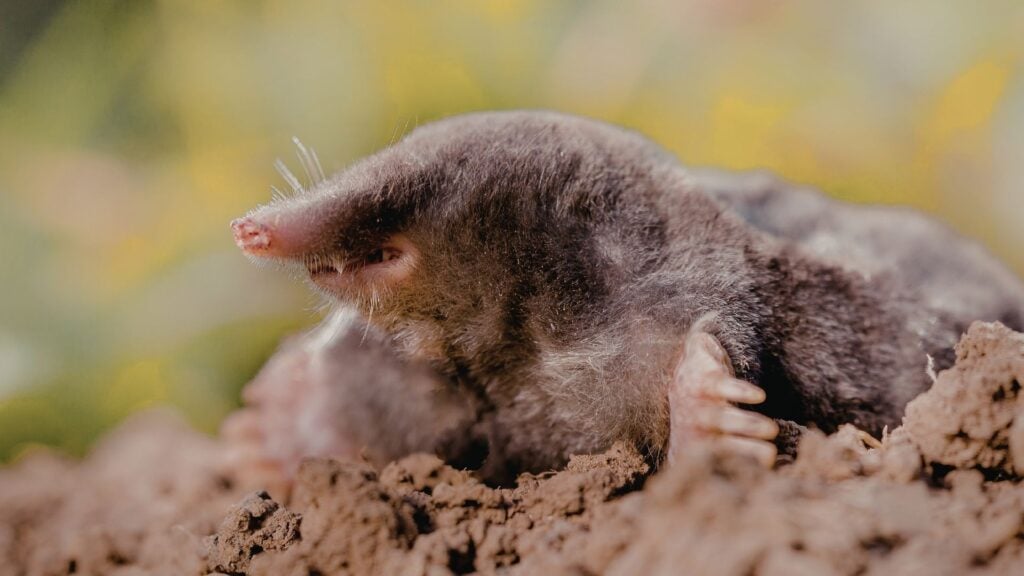 How to Prevent Mole Problems in Winter