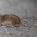 How to Keep Mice Out of Your Garage This Winter