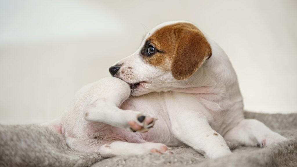 Can Dog Fleas Live in Human Hair? Facts You Should Know 3 Can People Get Fleas From Dogs?
