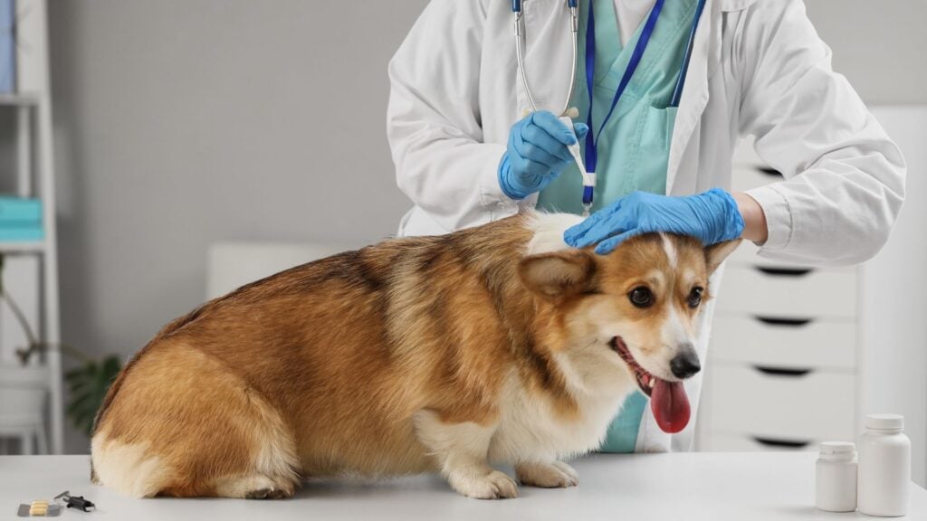 Can Dog Fleas Live in Human Hair? Facts You Should Know 5 What To Do if Your Dog Has Fleas