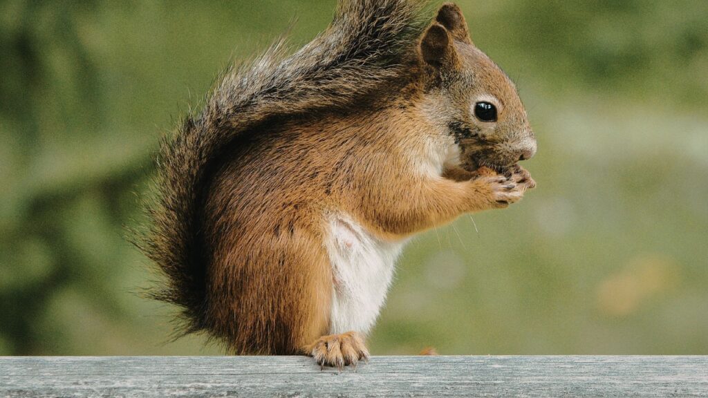 Do Squirrels Eat rats