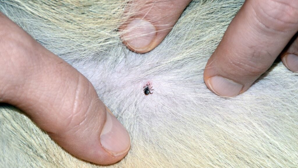 Can Dog Fleas Live in Human Hair? Facts You Should Know 2 Can Dog Fleas Live in Human Hair?