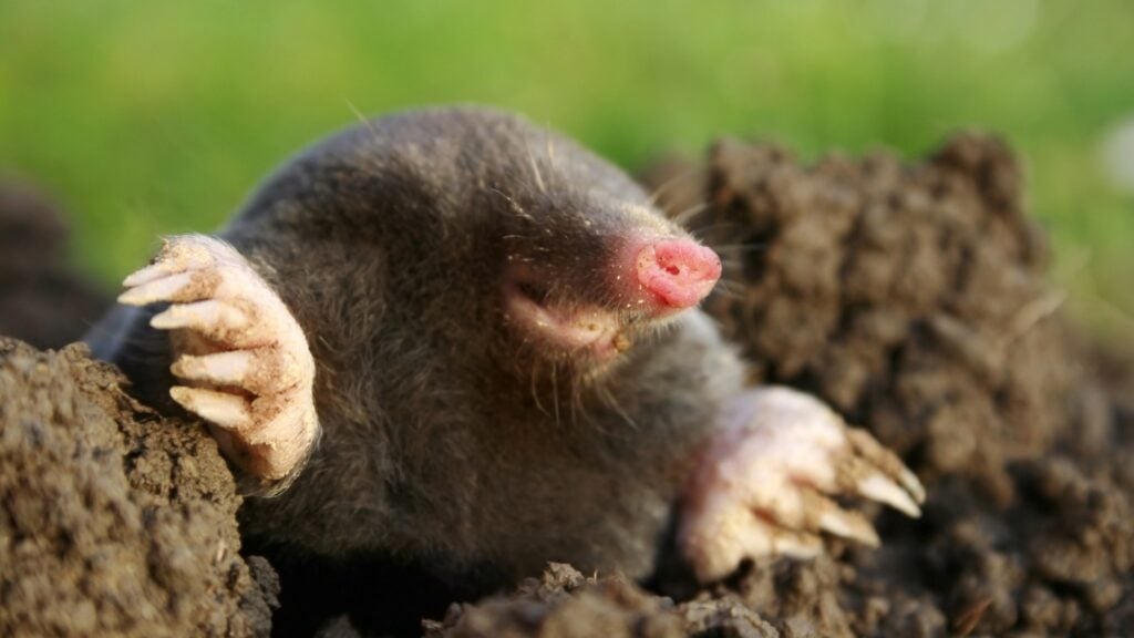 How to get rid of moles permanently