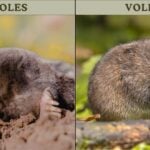 How to get rid of voles moles permanently