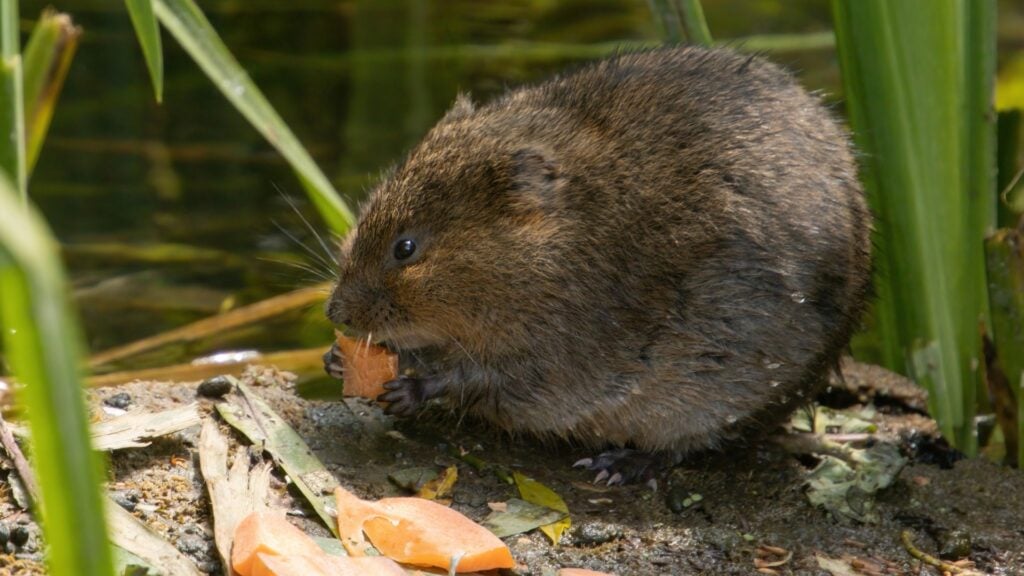 How to get rid of voles moles permanently 