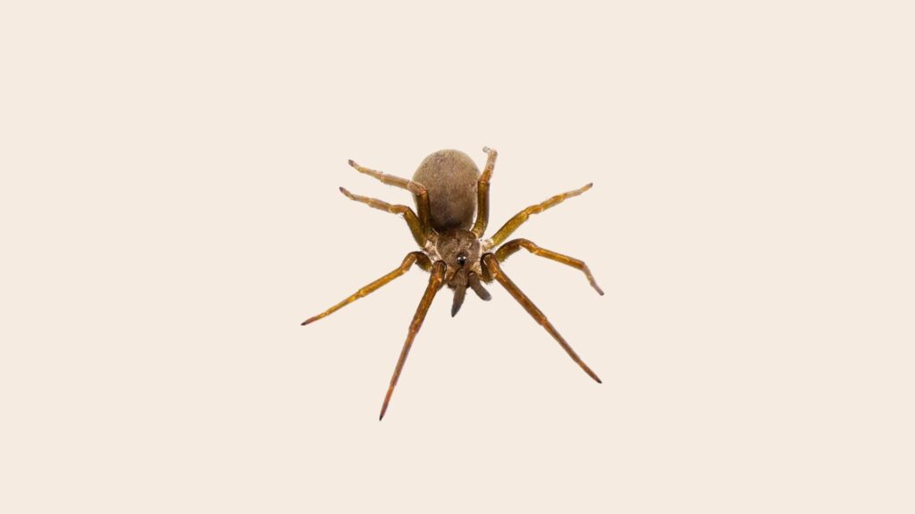 11 Most Common House Spiders: Identification, Bites and Control 12 Most Common House Spiders