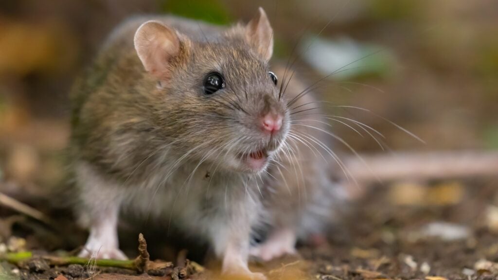 Are Dogs Scared of Rats - Instincts, Risks, and Facts 4 Are Rats Dangerous to Dogs