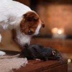 Are Dogs Scared of Rats