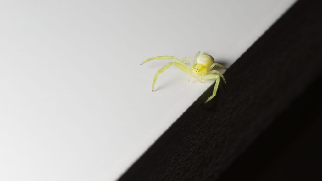 11 Most Common House Spiders: Identification, Bites and Control 8 Yellow Sac Spider