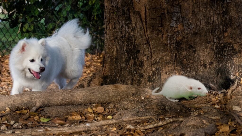 Are Dogs Scared of Rats - Instincts, Risks, and Facts 2 Are Dogs Scared of Rats