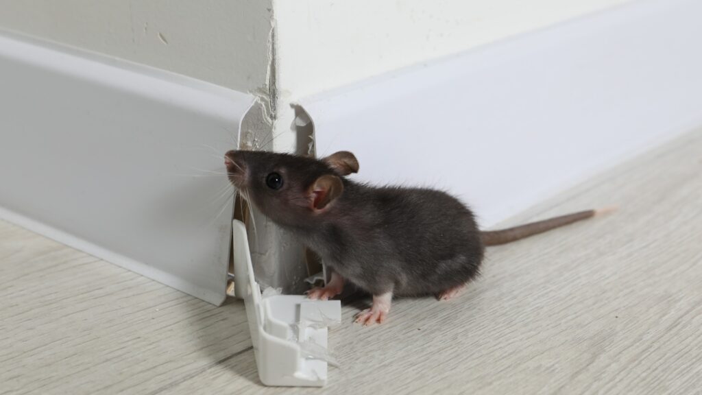 How do I store Garbage to Keep Rats away? 6 How do I store Garbage to Keep Rats away?