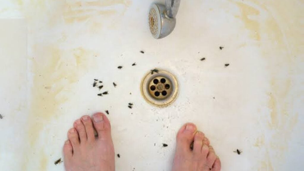 How to get rid of fruit flies in the bathroom
