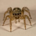 Most Common House Spiders