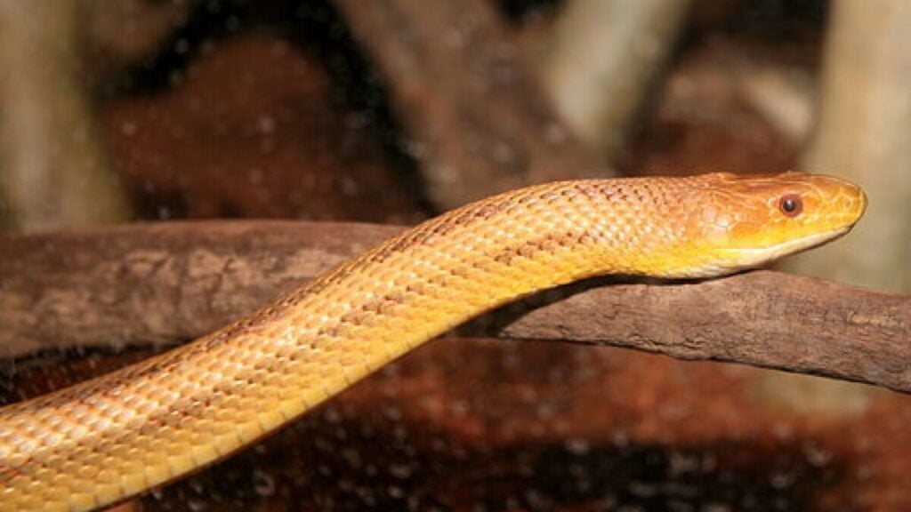Are Yellow Rat Snakes Poisonous