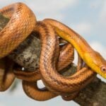 Are Yellow Rat Snakes Poisonous?
