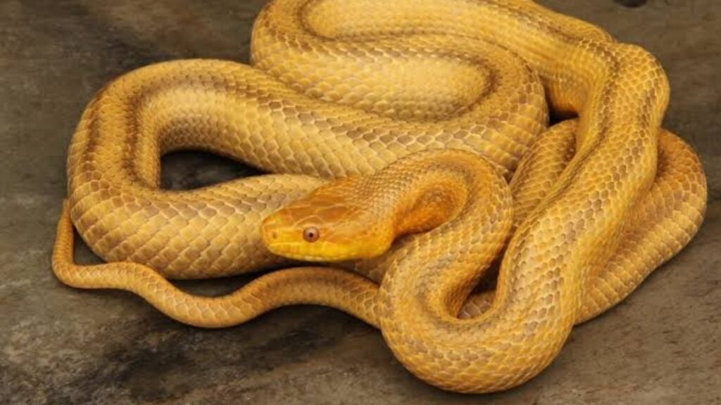 Are Yellow Rat Snakes venomous